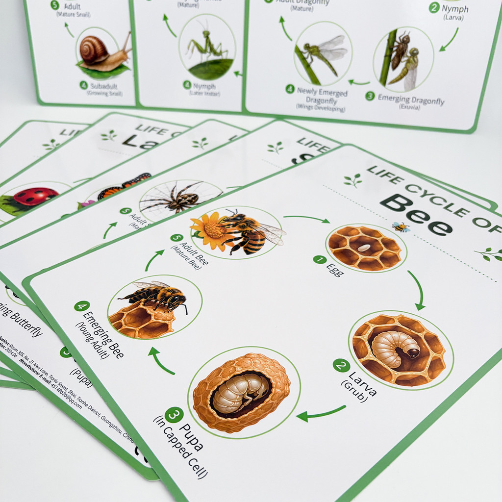 8 Adet Doğa Yaşam Döngüsü Eğit - Kids Educational Poster incelemesi ve fiyatı